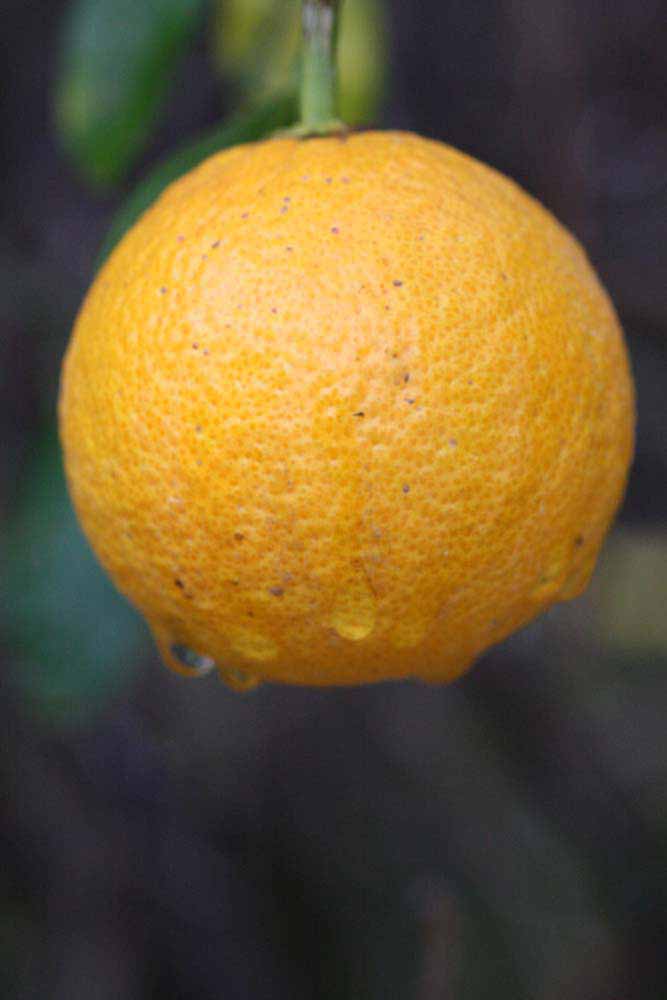              Fruit (Riverside, CA)       